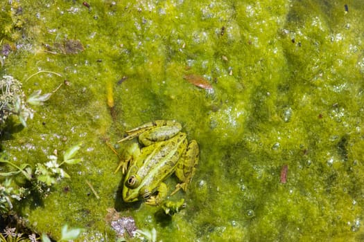 Green frog in the swamp have rest under the sun. the pond is overgrow, top view