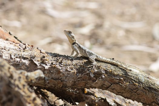 Laudakia stellio - Agama lizard sits on a root of tree in Turkey, Antalya