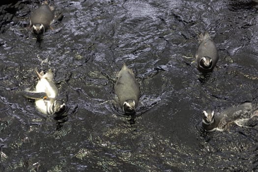 Several penguins swim up to the side of a pond in the aquarium. Mid shot