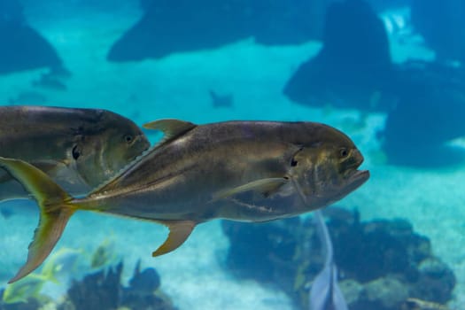 Caranx fish swim in a blue aquarium. Mid shot
