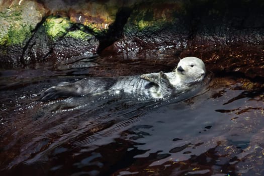 Cute white otter lies with her back on the water. Mid shot