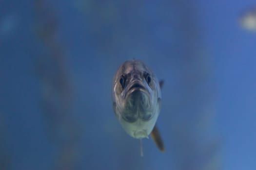 A small fish with a silly face in the full face. Mid shot