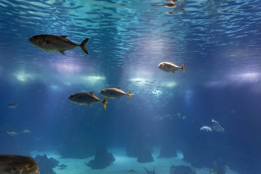 Small fishes swim in a huge blue aquarium. Mid shot
