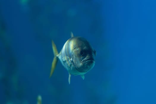 Small fish in a large blue aquarium in the oceanarium. Mid shot