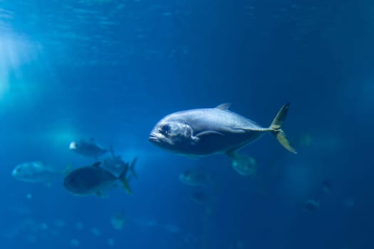 Caranx fishes swimming in a blue aquarium. Mid shot