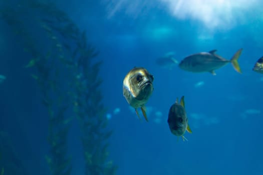 Small fishes in a blue large aquarium. Mid shot