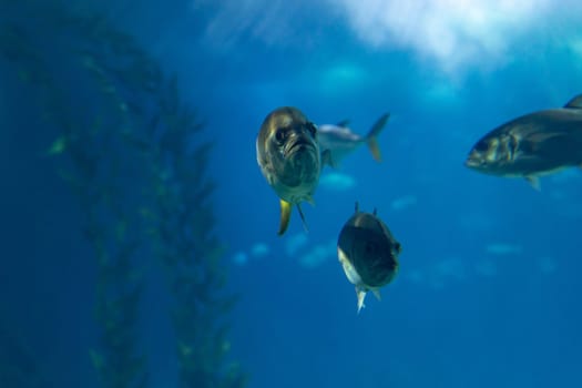 Flock of small fishes in a blue large aquarium. Mid shot