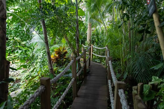 A bridge with a rope railing in a rainforest. Mid shot