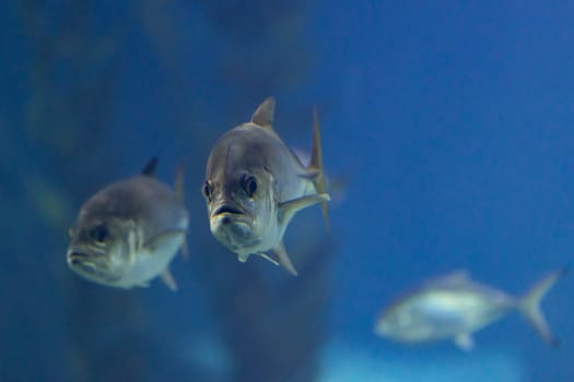 Small fishes swimming in a blue large aquarium. Mid shot