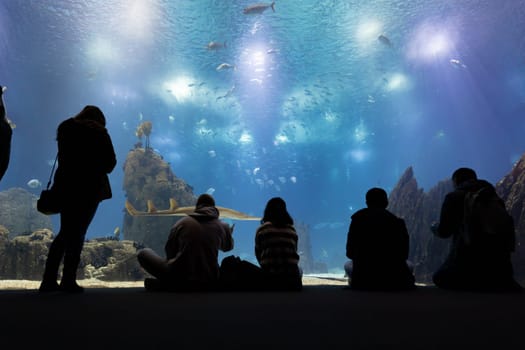 Black silhouettes of people sit in front of the glass of the aquarium and look at the fish and the shark. Mid shot
