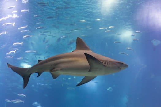 Grey galapagos shark swims in big aquarium in the oceanarium. Mid shot