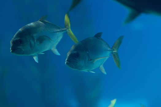 Two small fishes in a blue large aquarium. Mid shot