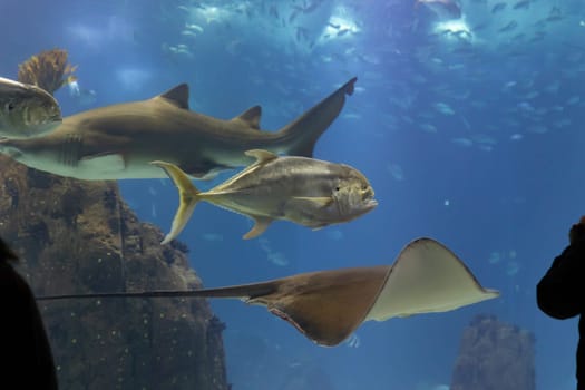 Shark stingray and fish swimming in a large aquarium close to the glass. Mid shot