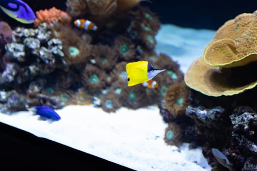 Small decorative bright fish swim near the corals in the aquarium. Mid shot