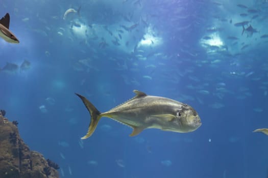 Big caranx fish swimming in a blue aquarium full of other fish. Mid shot