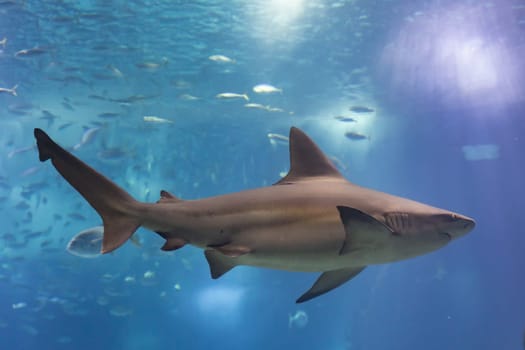 Grey galapagos shark swims close to the glass in big aquarium. Mid shot