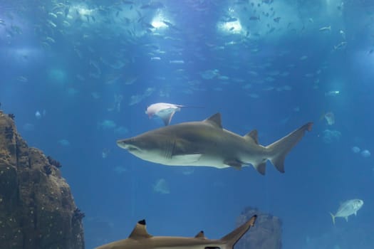 Galapagos shark swims in big aquarium in the oceanarium around other fish and sharks. Mid shot