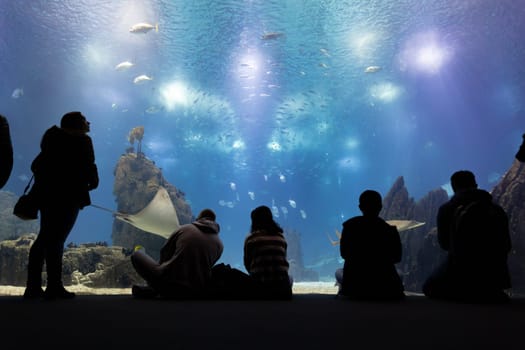 Black silhouettes of people sit in front of the glass of the aquarium and look at it. Mid shot