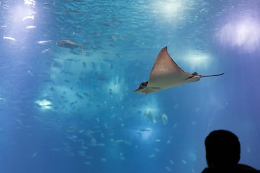 Silhouette of a man looks at a stingray in a huge blue aquarium. Mid shot