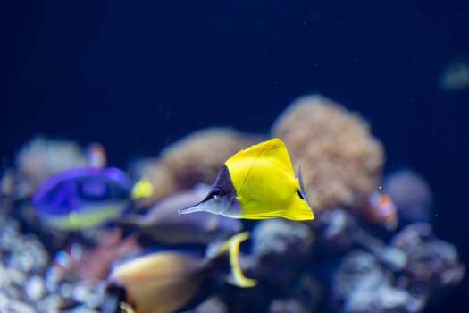 Bright yellow decorative fish swim near the corals in the aquarium. Mid shot