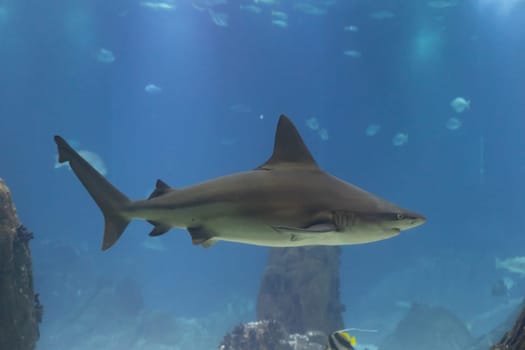 A galapagos shark swims in big aquarium in the oceanarium. Mid shot