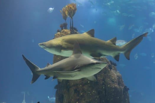 Two grey galapagos sharks in big aquarium. Mid shot