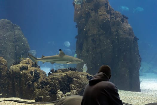 A person looks at the aquarium glass in oceanarium. Mid shot