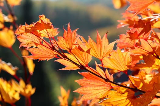 Colorful orange leafs of a Japanese Maple tree in autumn