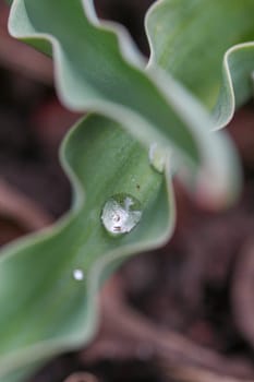 Macro photo of rain drops on a green leaf