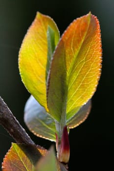 Macro photo of leafs of a red chokeberry in late summer