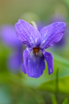 Macro photo of a violet flower