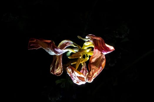 A withered bouquet of flowers with an illuminated lily in the dark