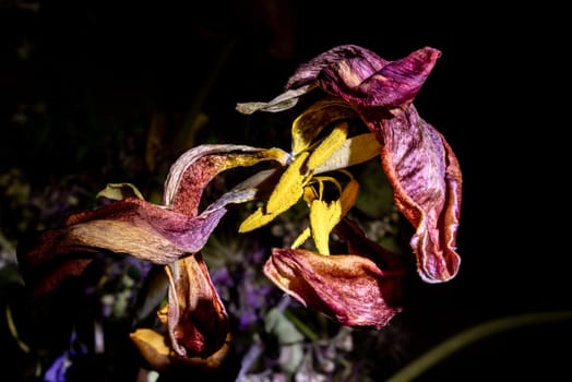 A withered bouquet of flowers with an illuminated lily in the dark