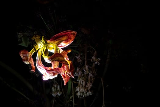 A withered bouquet of flowers with an illuminated lily in the dark
