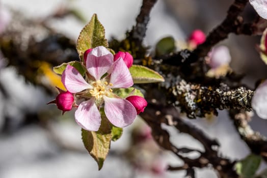 Closeup of apple tree blossoms in springtime