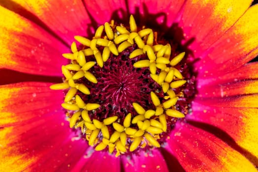 Close view of a beautiful colorful aster in a bouquet of flowers