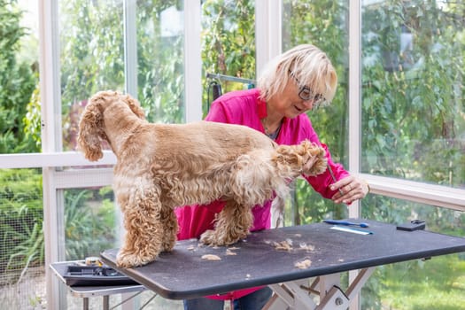 Trimming the back leg of the American Cocker Spaniel.by proffessional groomer. Horizontally.