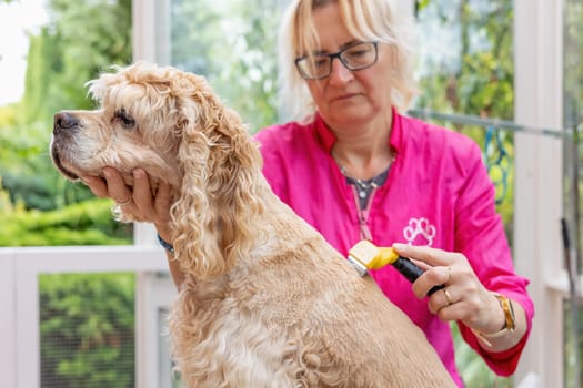 American Cocker Spaniel is groomed by professional dog groomer closeup. Horizontally.