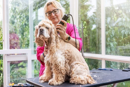 Woman is grooming American Cocker Spaniel. There is a free space for your text.