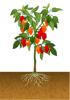 Illustration of chili pepper plant