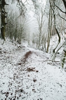 Forest covered in snow, trunks trees, winter in Germany frosty scenery in wintertime, climate and environmental issues