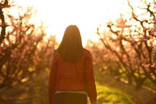 Back view of a woman walking at sunrise in a flowered peach trees field
