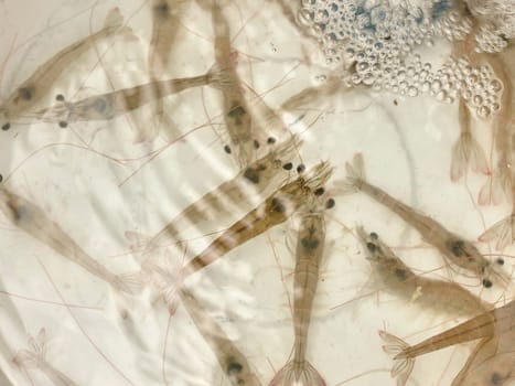 Brown bait shrimp swimming around in water in a white bait bucket.
