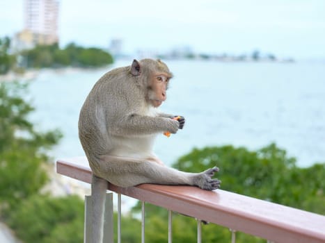 A  cute monkey at Khao Sam Muk Viewpoint, Bang Saen District, Chonburi Province, THAIALND