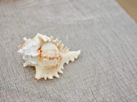 seashells frame on wooden background.
