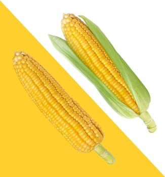 Corn on white, yellow background