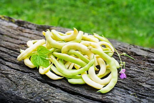 Close up of fresh plucked yellow string beans, vegetable garden in summer season background