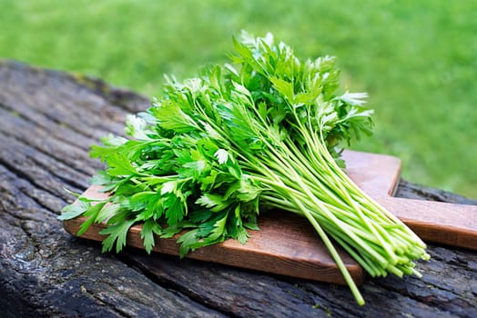 Bunch of fresh Parsley in cutting board. Freshly picked parsley from the home garden. Healthy garden herbs.