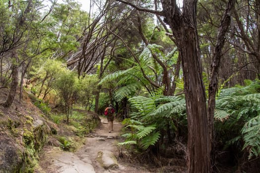 Abel Tasman Coast Track leading through tropic jungle, New Zealand