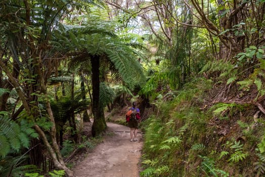 Abel Tasman Coast Track leading through tropic jungle, New Zealand
